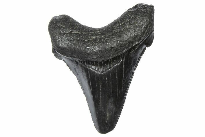 Serrated Chubutensis Tooth - Megalodon Ancestor #360919